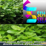 Manfaat Daun Beluntas untuk Kesehatan