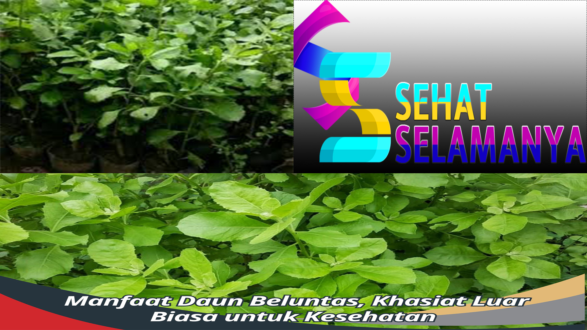 Manfaat Daun Beluntas untuk Kesehatan