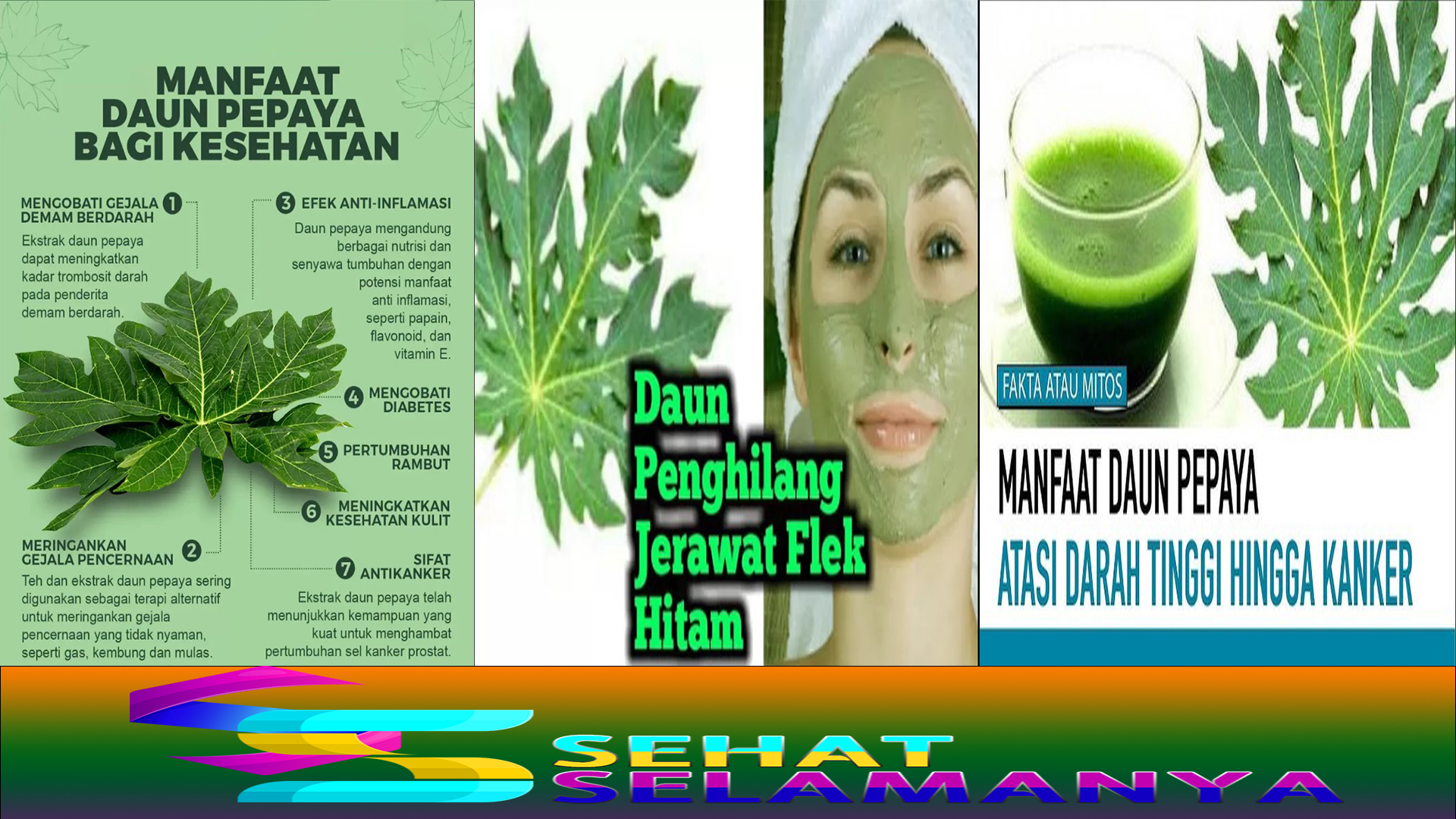 Manfaat Daun Pepaya untuk Kesehatan