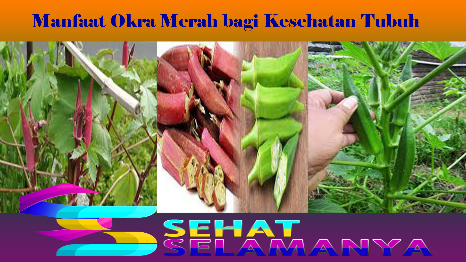 Manfaat Okra Merah bagi Kesehatan Tubuh