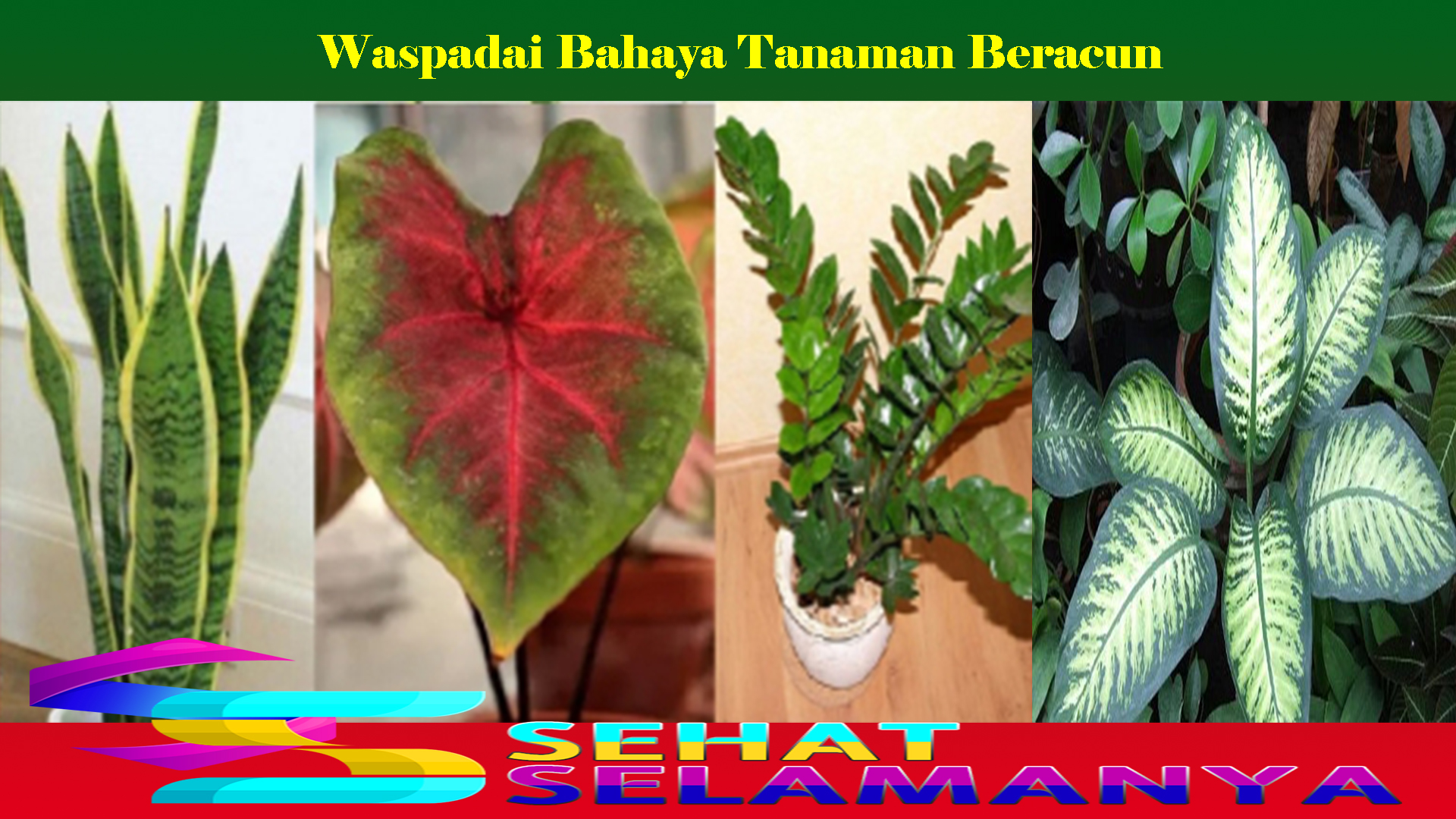 Waspadai Bahaya Tanaman Beracun