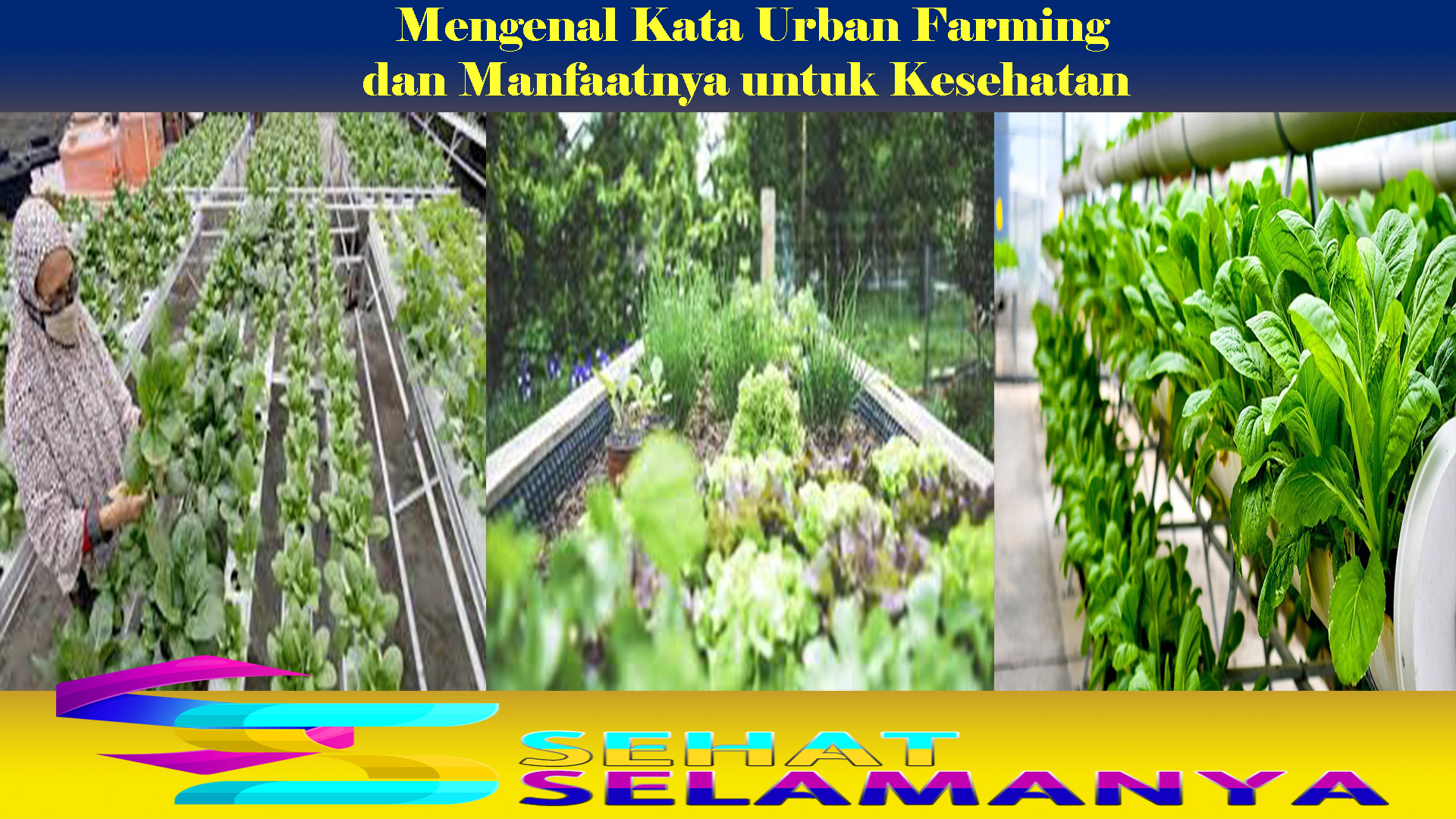 Mengenal Kata Urban Farming dan Manfaatnya untuk Kesehatan