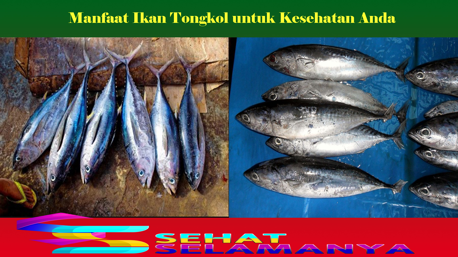 Manfaat Ikan Tongkol untuk Kesehatan Anda