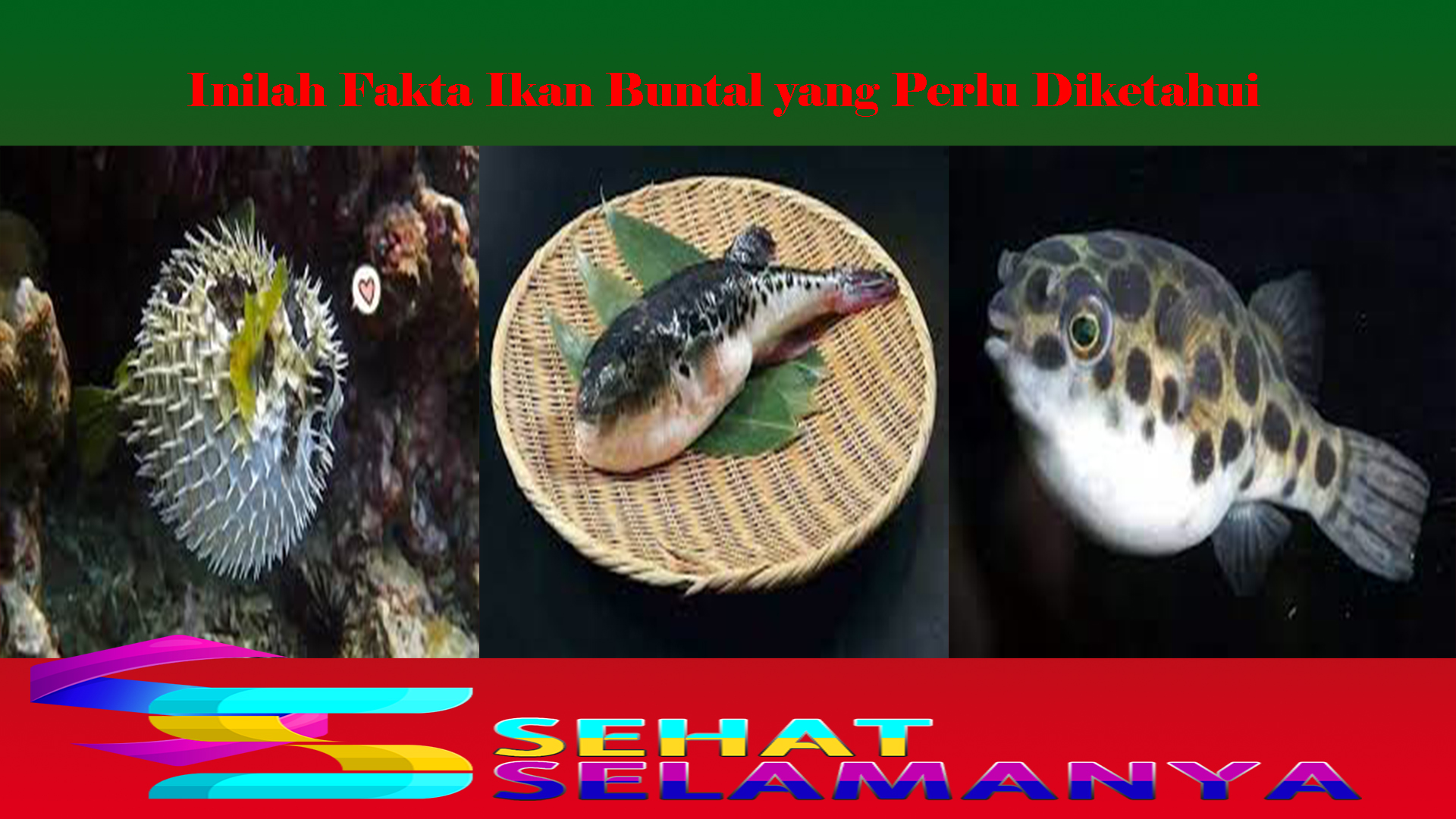 Inilah Fakta Ikan Buntal yang Perlu Diketahui