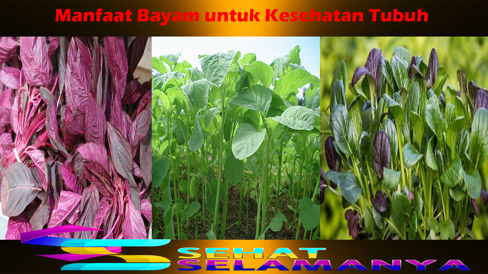 Manfaat Bayam untuk Kesehatan Tubuh