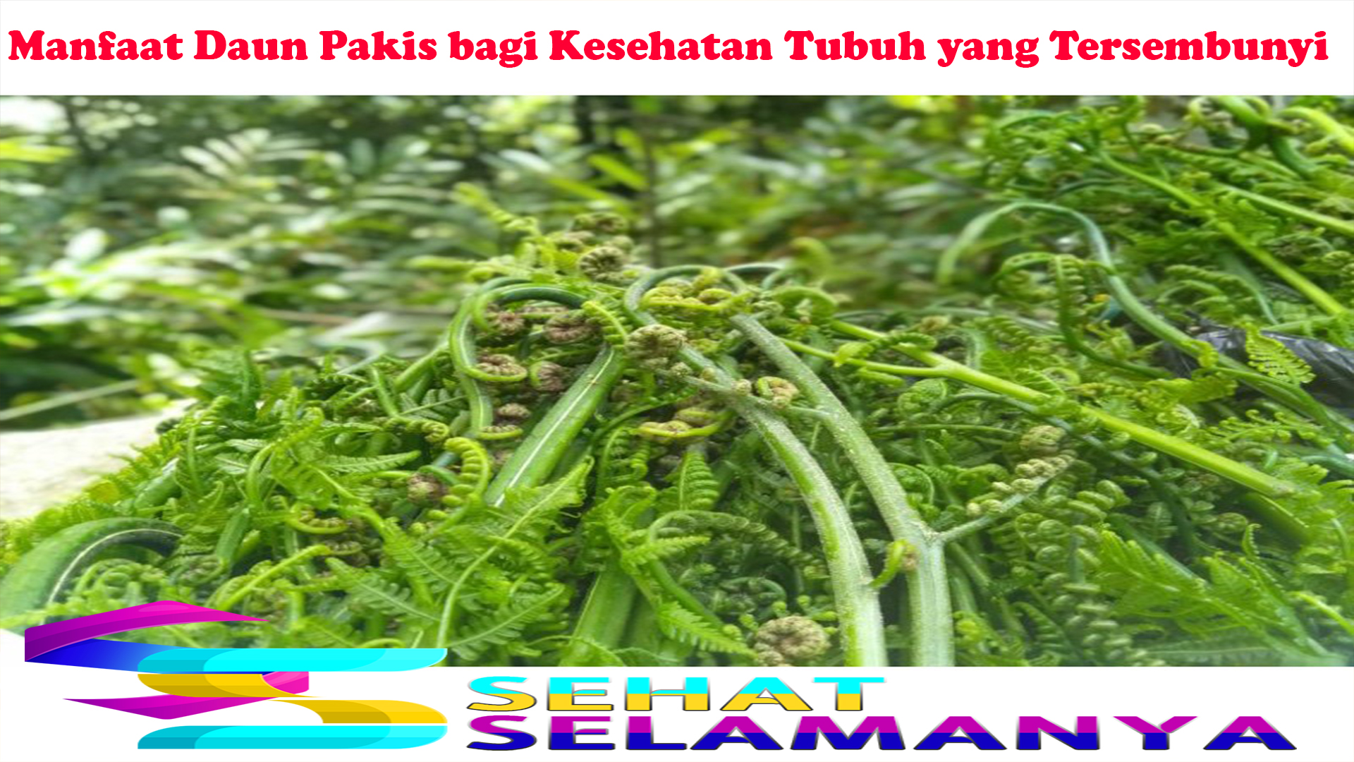 Manfaat Daun Pakis bagi Kesehatan Tubuh yang Tersembunyi