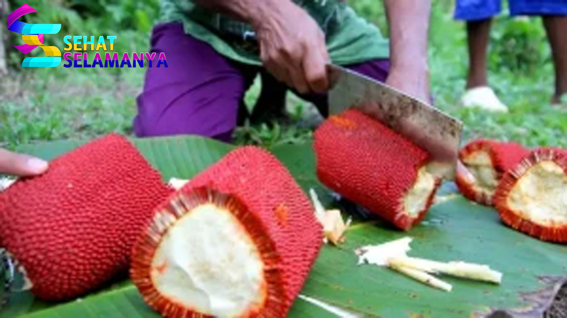 4 Manfaat Dari Buah Merah dari Tanah Papua bagi Kesehatan