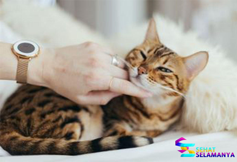 Cara Merawat Kucing dengan Baik dan Benar